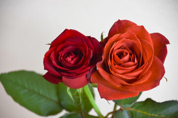 ブラウンと赤のばら