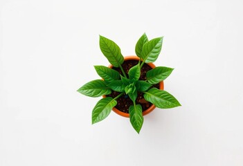 Overhead view of a single small plant pot on white background,  single,   sprout