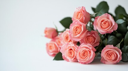Obraz premium Fresh Pink Roses with Green Leaves on White Background