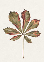 Hand drawn illustration of dried fall leaf of chestnut. Perfect for posters, home textile, wall decor, apparel, packaging design, stationery and other printed goods