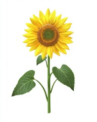 Fototapeta premium Bright Sunflower with Yellow Petals and Green Leaves on White Background