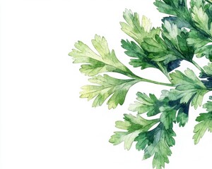 Fresh Green Herb Leaves on White Background in Watercolor Style