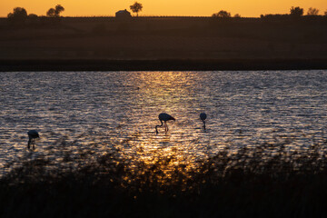 Sunset at the natural complex of Manjavacas lagoon, Mota del Cuervo, Cuenca, Spain