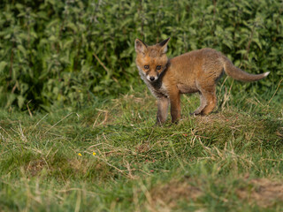 Red fox, Vulpes vulpes
