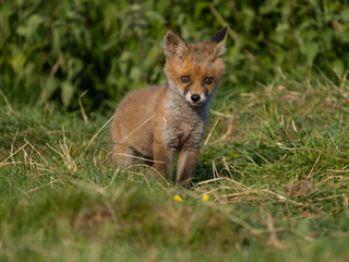 Red fox, Vulpes vulpes