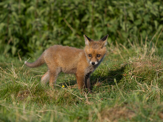 Red fox, Vulpes vulpes