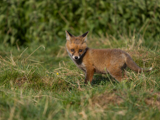 Red fox, Vulpes vulpes
