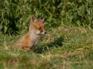 Red fox, Vulpes vulpes