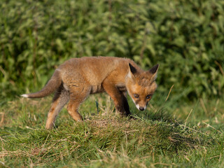 Red fox, Vulpes vulpes