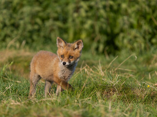Red fox, Vulpes vulpes