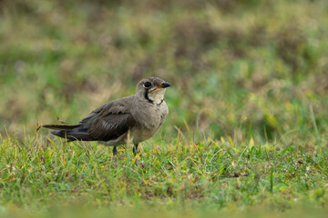 The oriental pratincole (Glareola maldivarum), also known as the grasshopper-bird or swallow-plover, is a wader in the pratincole family, Glareolidae.