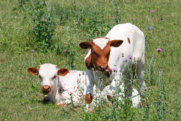 Two young Texas longhorn calfs in a field