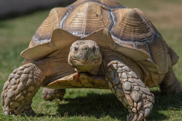 Desert tortoise standing up in the grass