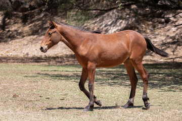 Chestnut colored young wild horse in the grass