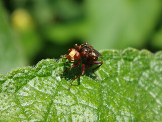 Ferruginous bee-grabber fly (Sicus ferrugineus) resting on a leaf