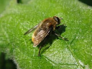 Large narcissus fly (Merodon equestris), also known as narcissus bulb fly, greater bulb fly or...