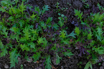 Damaged mizuna. Tiny holes in the leaves of mizuna. Vegetable bed in the home garden. Top view. 