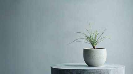 Serene Minimalist Plant in Pot on Table Against a Calm Blue Wall