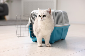 Cute cat and pet carrier on floor indoors