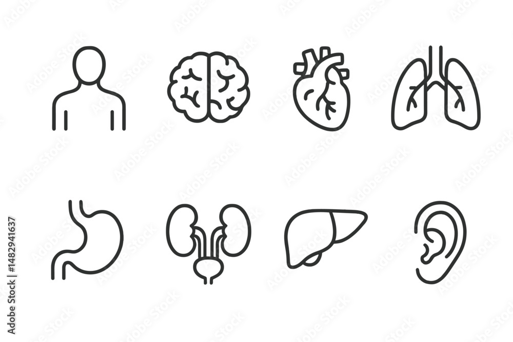 Poster visual representation of human anatomy icons showcasing various organs and systems in a simple line 
