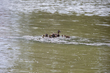 A mama mallard and her ducklings swimming and feeding in an Ontario river.