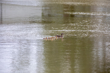 A mama mallard and her ducklings swimming and feeding in an Ontario river.
