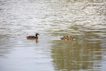 A mama mallard and her ducklings swimming and feeding in an Ontario river.