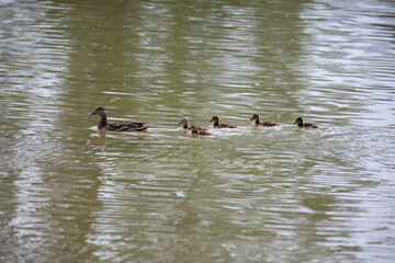 A mama mallard and her ducklings swimming and feeding in an Ontario river.
