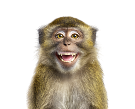 A funny monkey, smiling and showing its teeth isolated on a transparent background