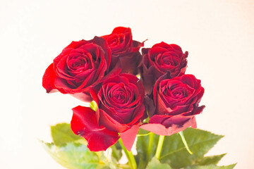 赤い薔薇