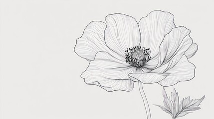 Elegant Line Art: A Single Anemone in Monochrome
