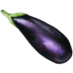watercolor hand drawn of eggplant