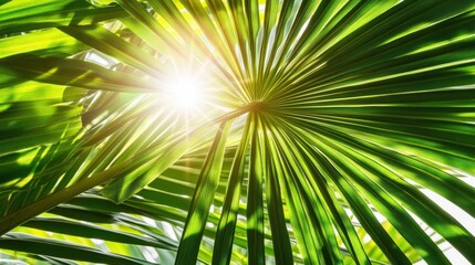Obraz premium Sunlight Filtering Through Vibrant Green Tropical Palm Leaves