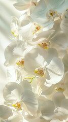 Obraz premium White Phalaenopsis Orchids in Gentle Light – Elegant and Serene Floral Close-Up.created by AI.