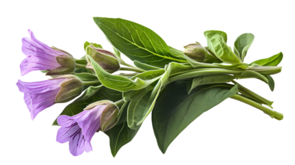 comfrey herb - Symphytum officinale, on transparent background.