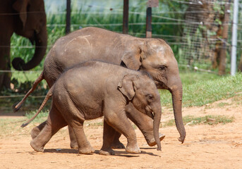 Two baby elephants walking together in a zoo
