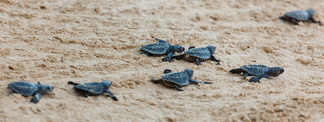 The turtles hatch from their eggs and crawl along the sand towards the ocean