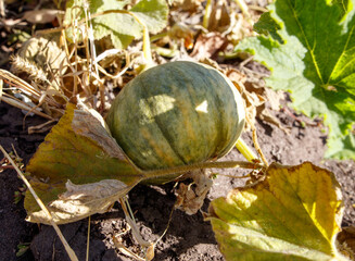 A pumpkin is sitting on a leaf in the dirt