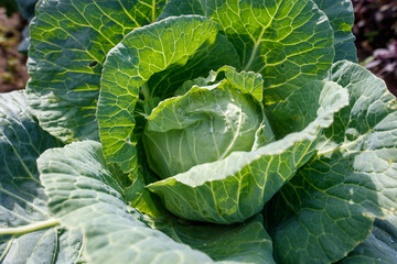 A large green head of cabbage with a small white flower in the center