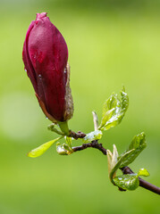 A flower with a droplet of water on it