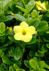A yellow flower with a green stem is in a green bush