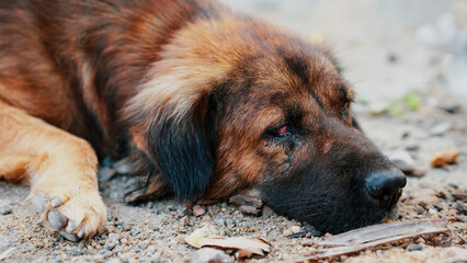 A resting dog with a shaggy coat, lying on the ground, appearing calm and relaxed.