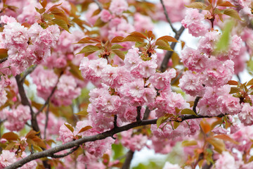 Pink sakura flowers in nature