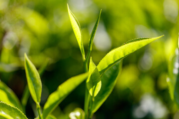 Fototapeta premium Close-up of bright green colored green Ceylon tea leaves.