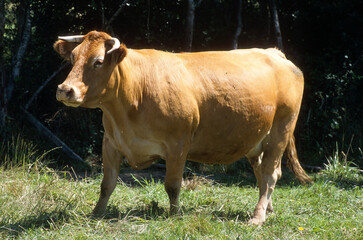 Vache, race Limousine