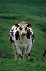 Vache, race Normande, verger, Normandie