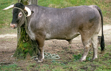 Vache, taureau, race Bazadaise