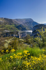 Yellow wildflowers growing on the edge of Verdon Gorge in spring