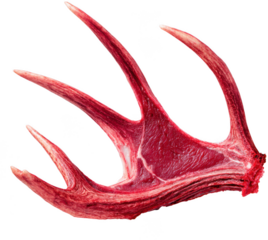 Closeup of a Sharp, Red Antler Horn With Primal Details Against a Transparent Background
