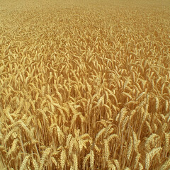 Golden wheat field, summer harvest, rural landscape, agricultural abundance